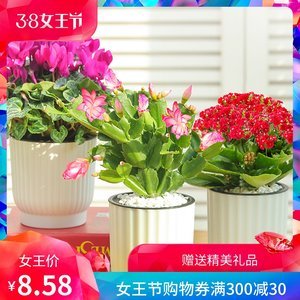 【水培花卉种子图片】水培花卉种子图片大全