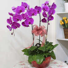 【钟爱鲜花】最新最全钟爱鲜花 产品参考信息